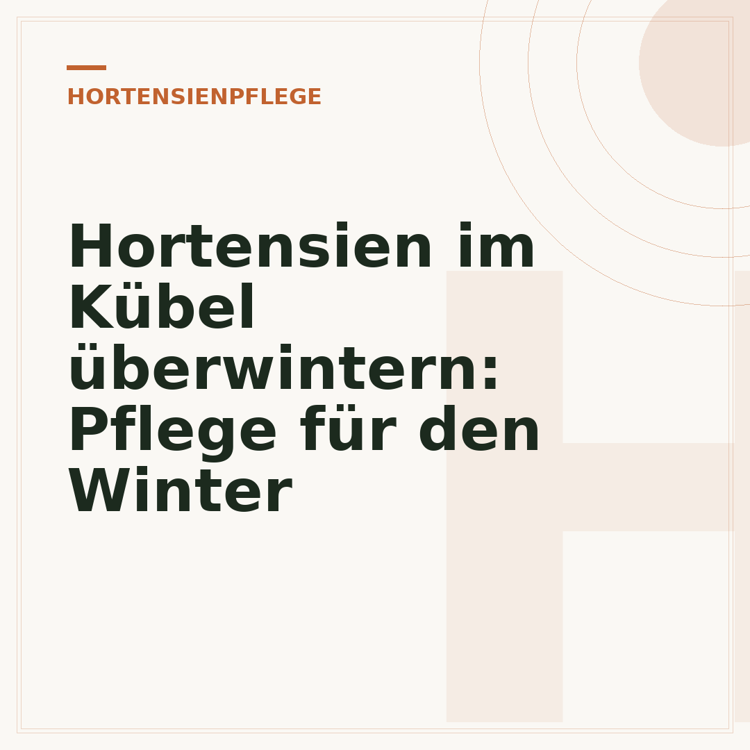 Hortensien im Kübel überwintern: Pflege für den Winter
