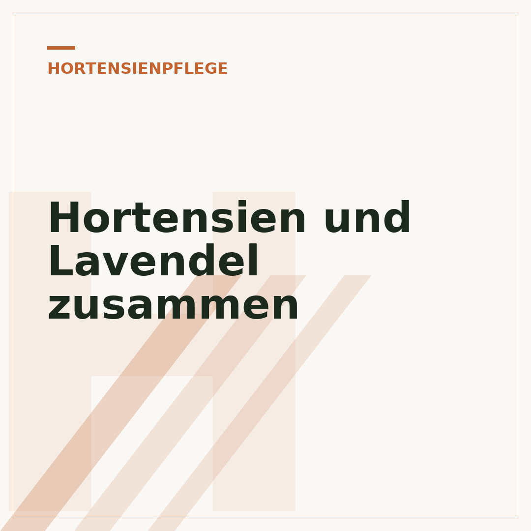 Hortensien und Lavendel zusammen