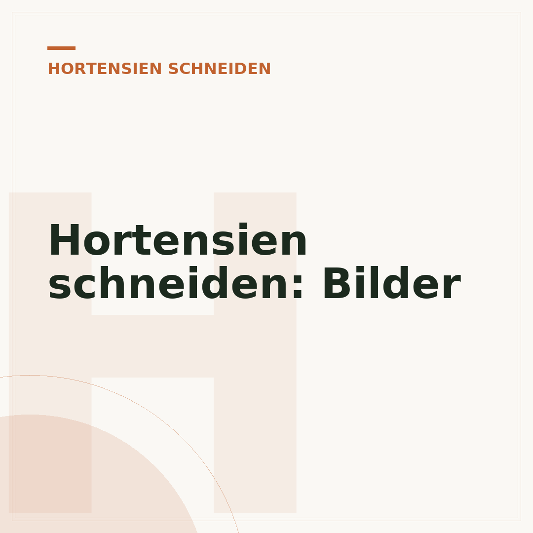 Hortensien schneiden: Bilder