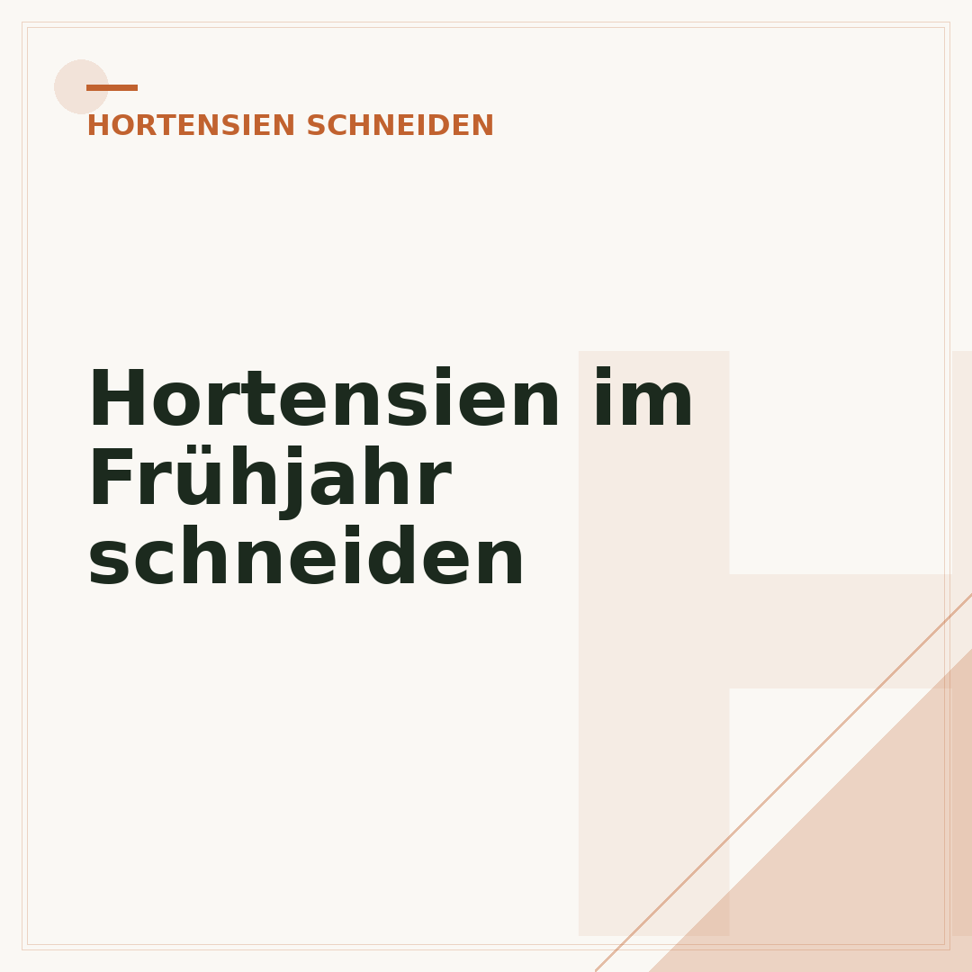 Hortensien im Frühjahr schneiden