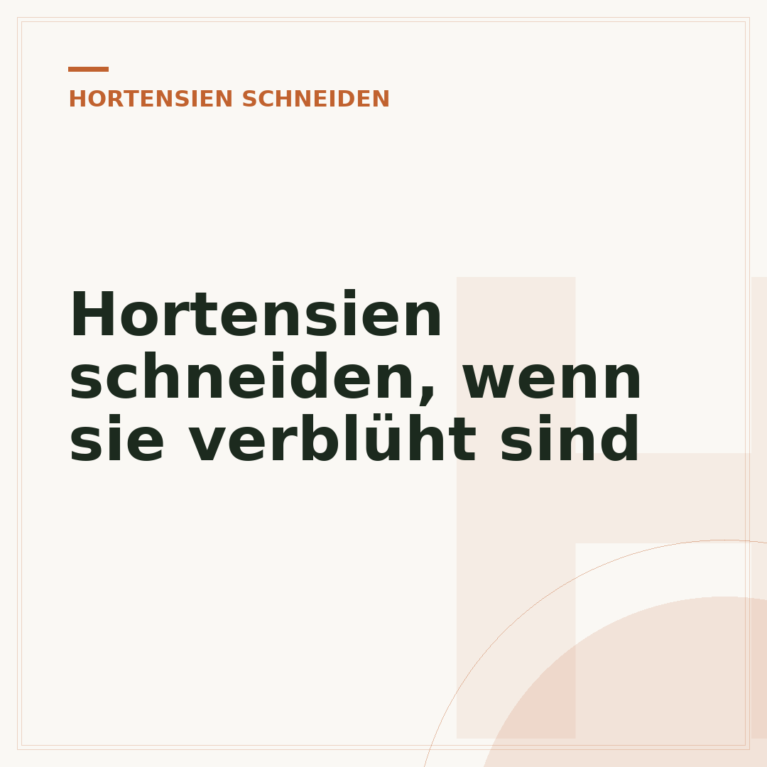 Hortensien schneiden, wenn sie verblüht sind