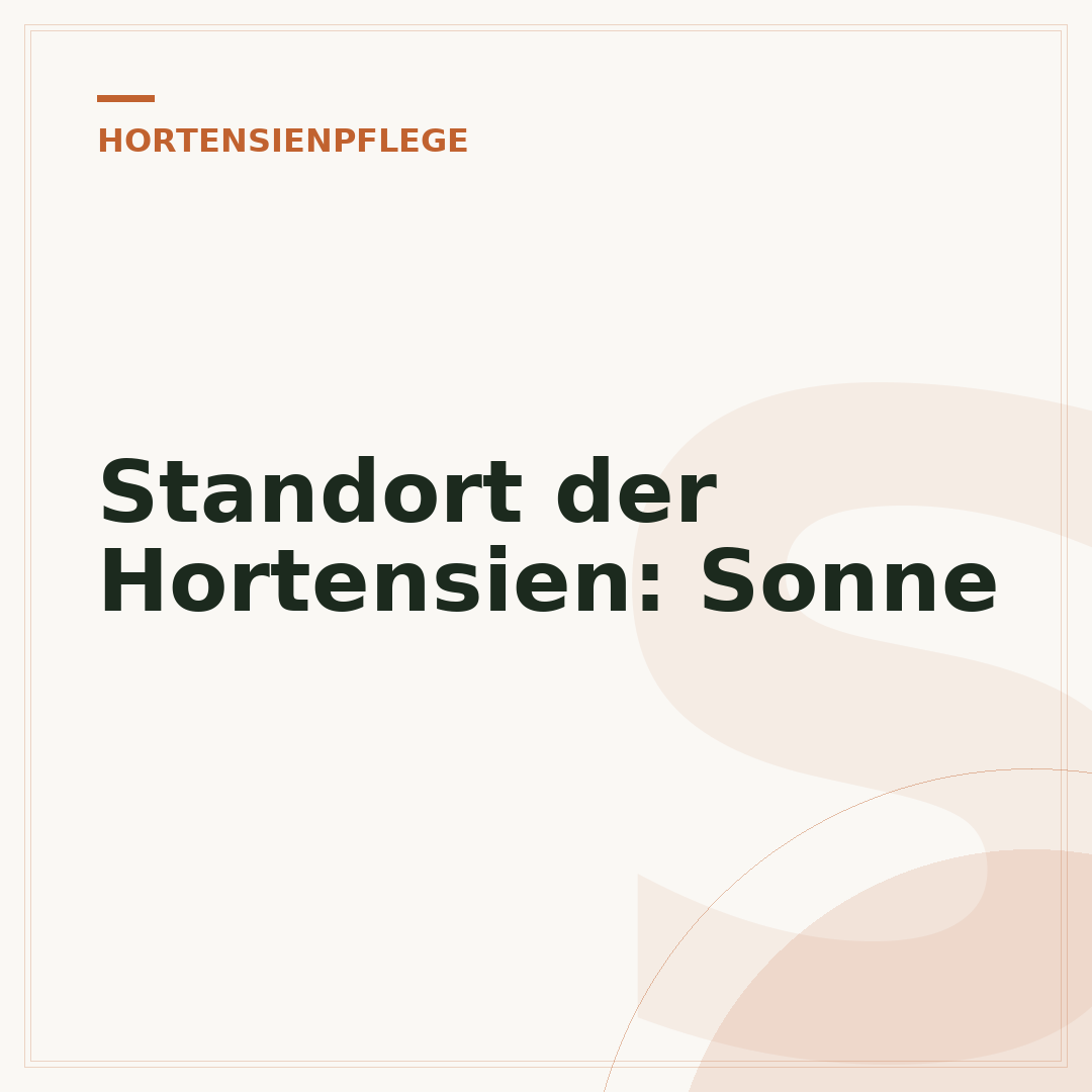 Standort der Hortensien: Sonne