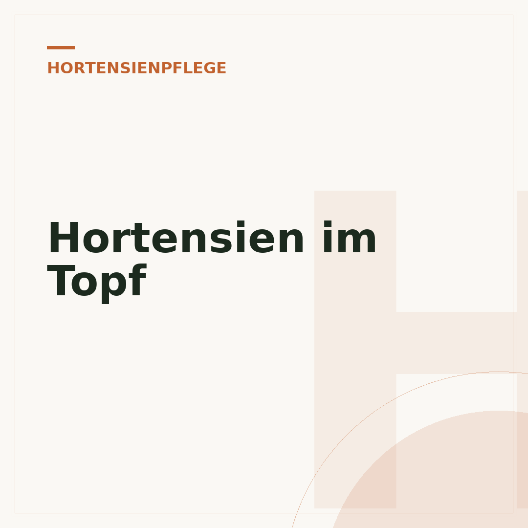 Hortensien im Topf
