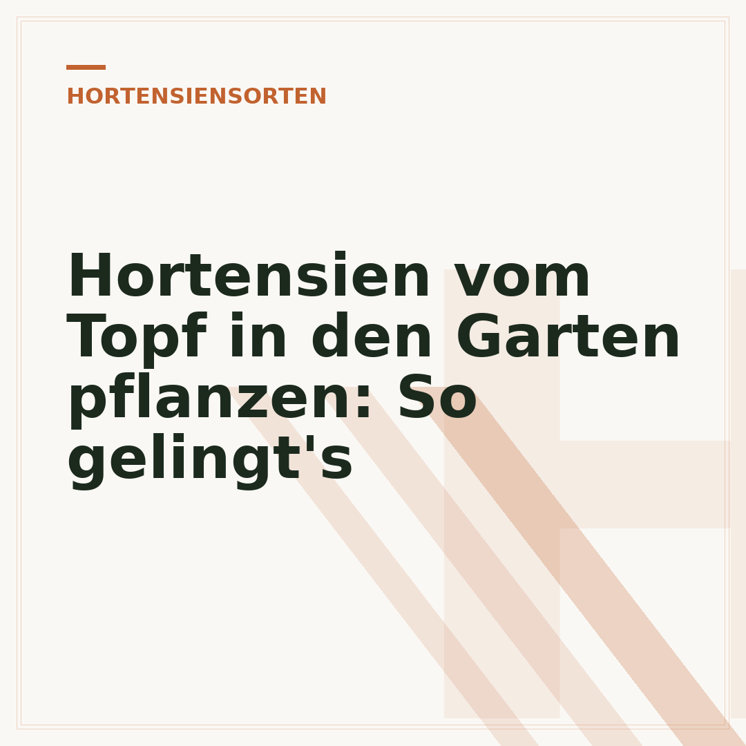 Hortensien vom Topf in den Garten pflanzen: So gelingt's