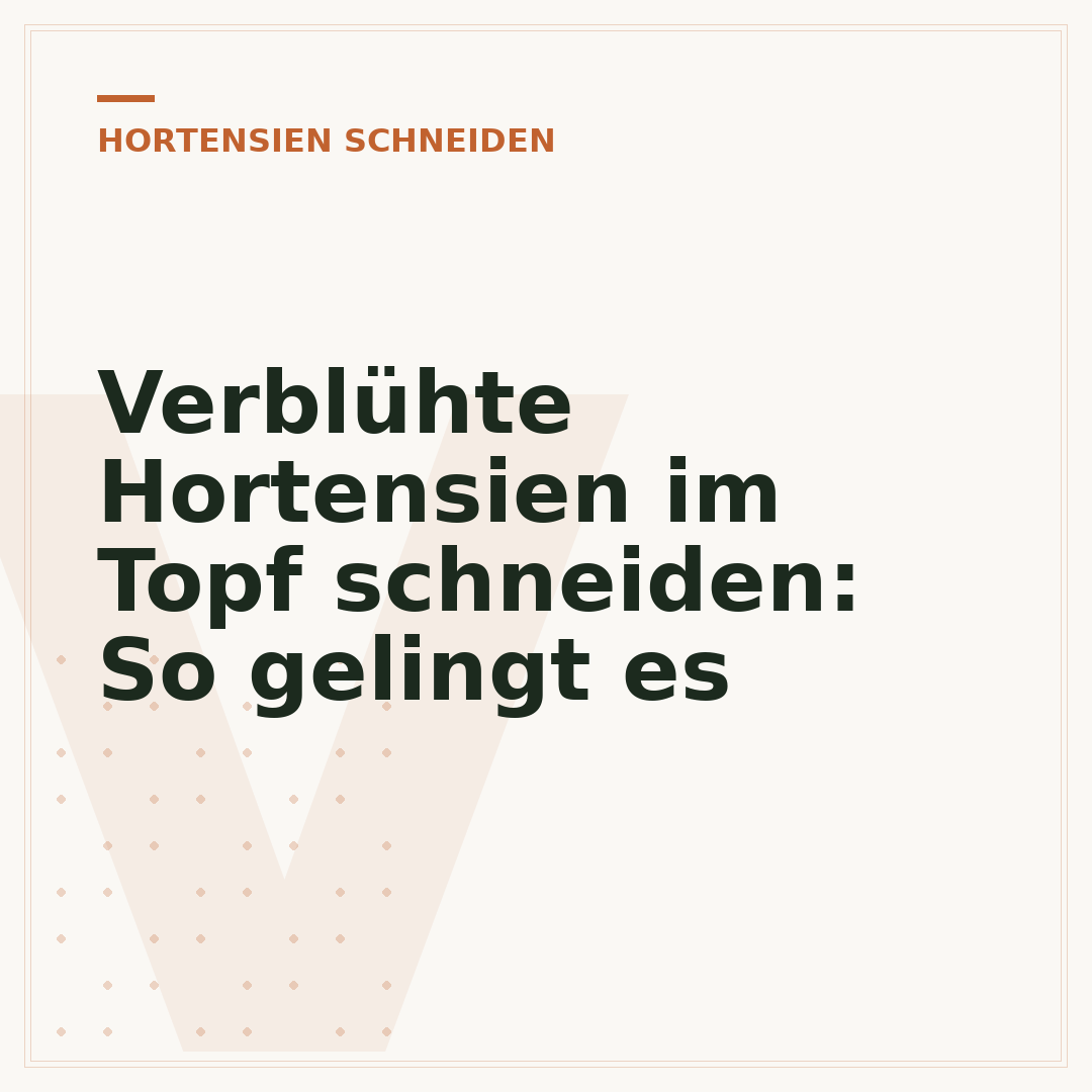 Verblühte Hortensien im Topf schneiden: So gelingt es
