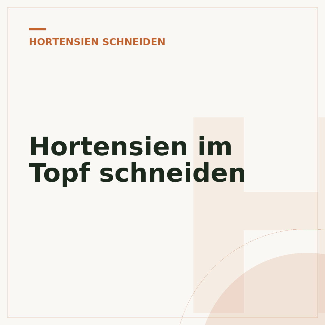 Hortensien im Topf schneiden