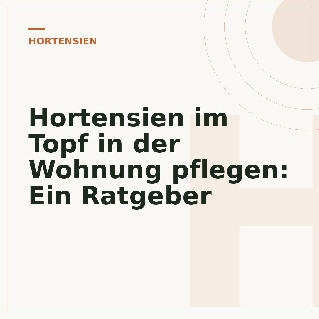 Hortensien im Topf in der Wohnung pflegen: Ein Ratgeber