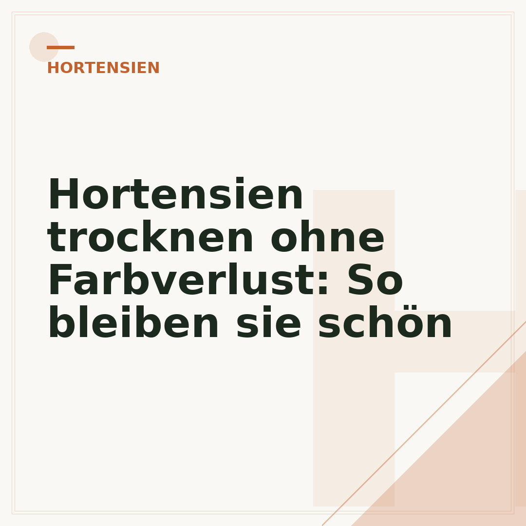 Hortensien trocknen ohne Farbverlust: So bleiben sie schön