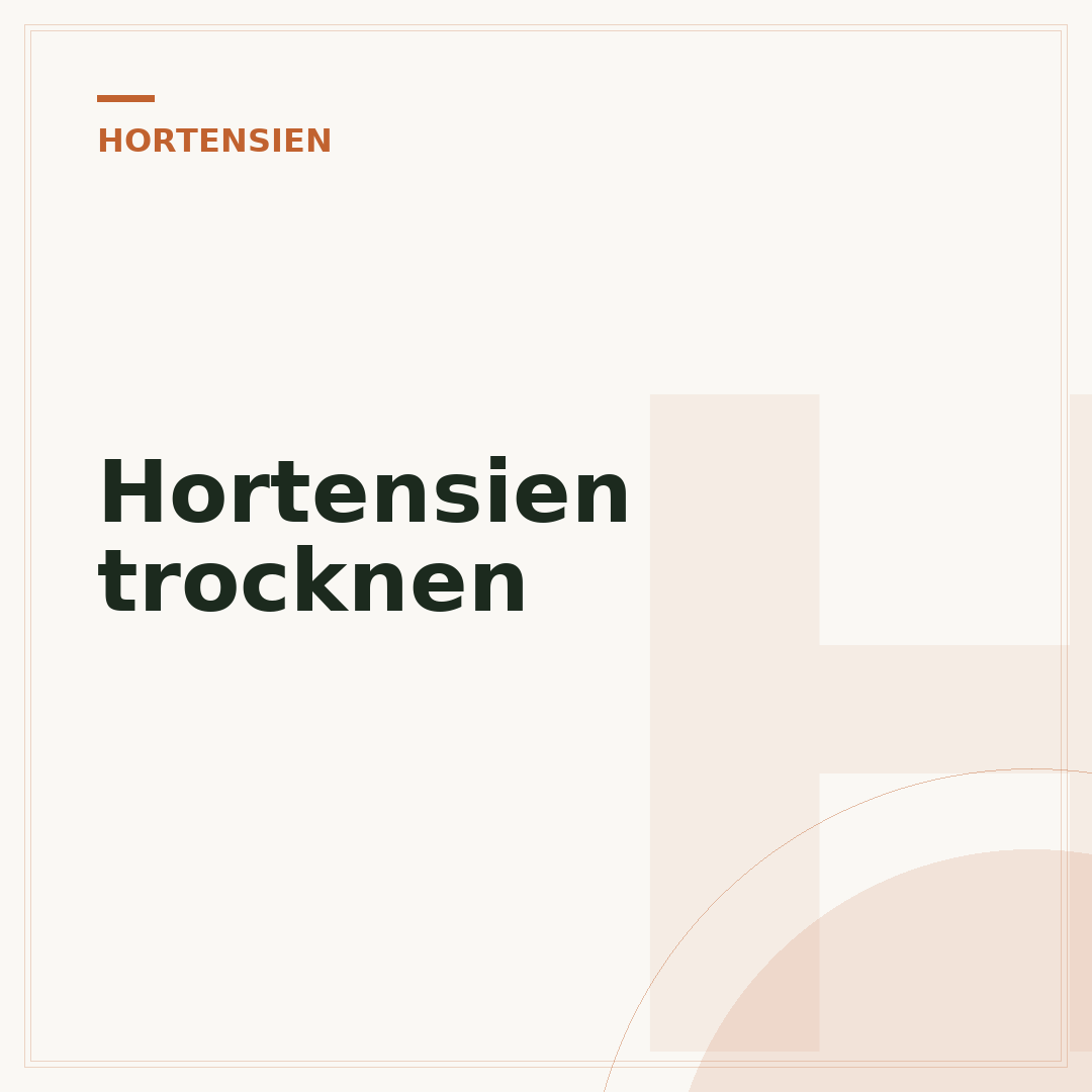 Hortensien trocknen