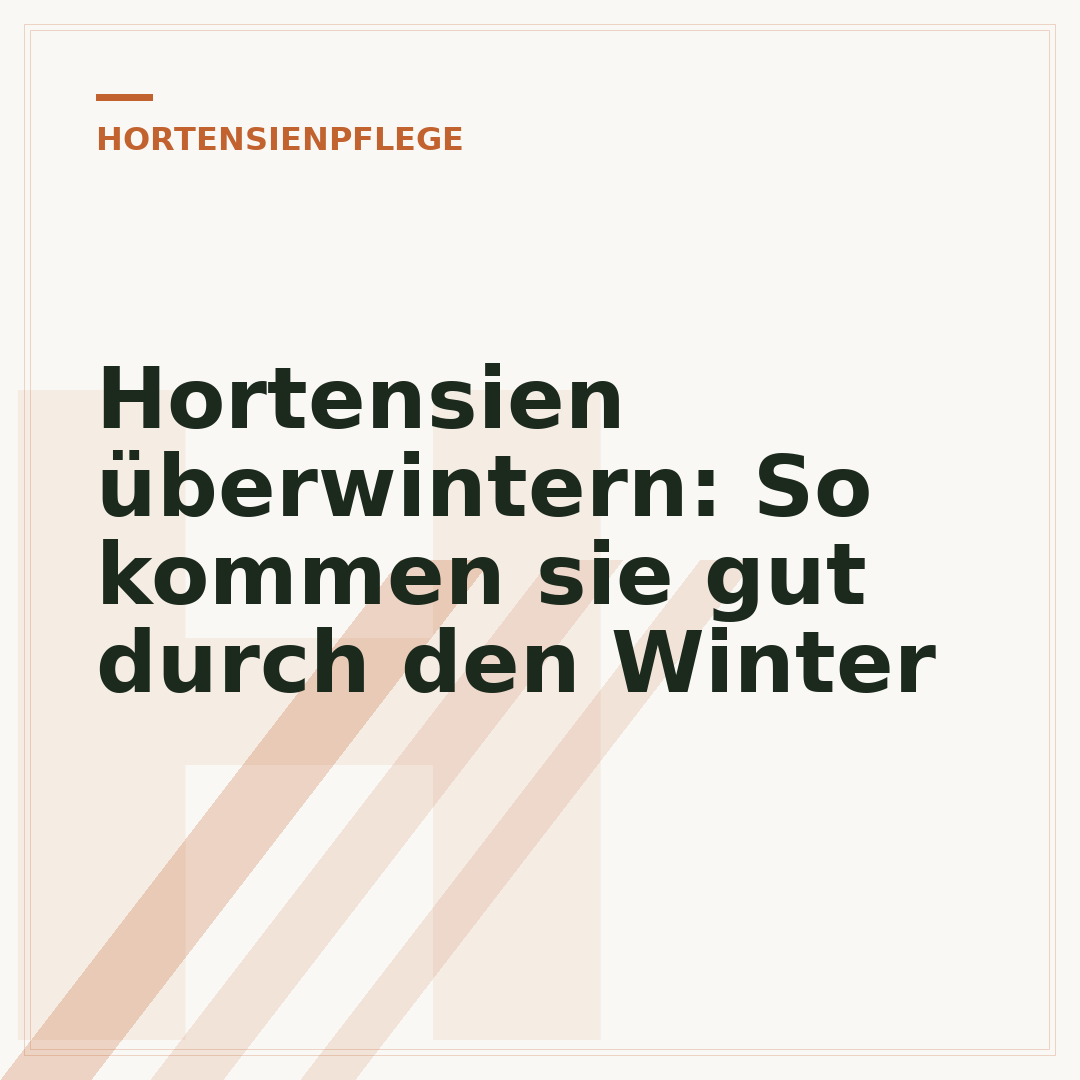 Hortensien überwintern: So kommen sie gut durch den Winter