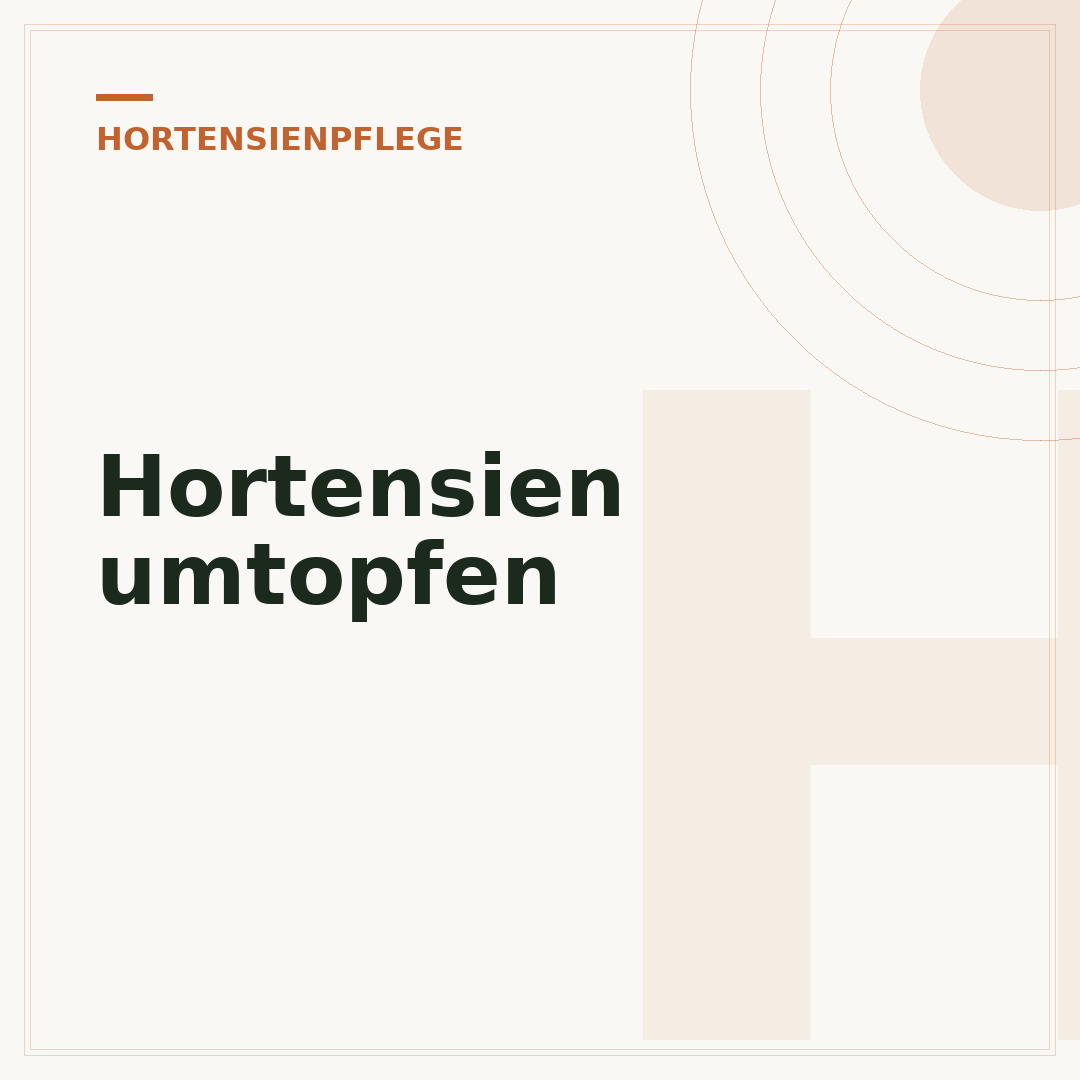 Hortensien umtopfen