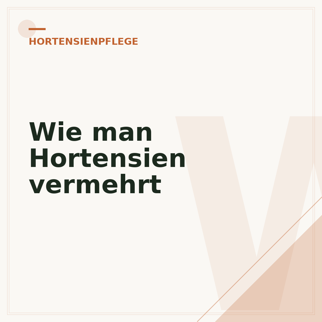 Wie man Hortensien vermehrt