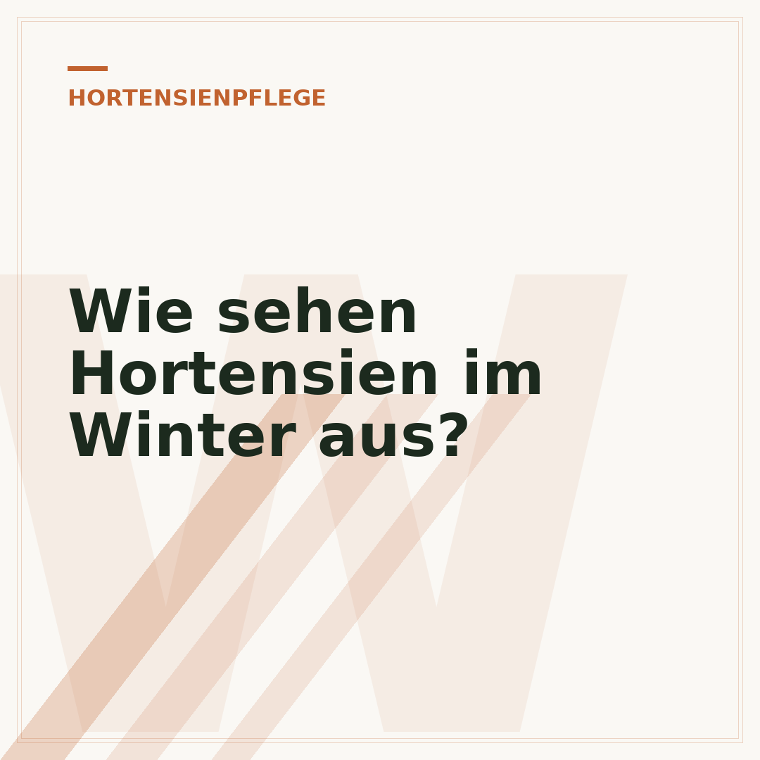 Wie sehen Hortensien im Winter aus?