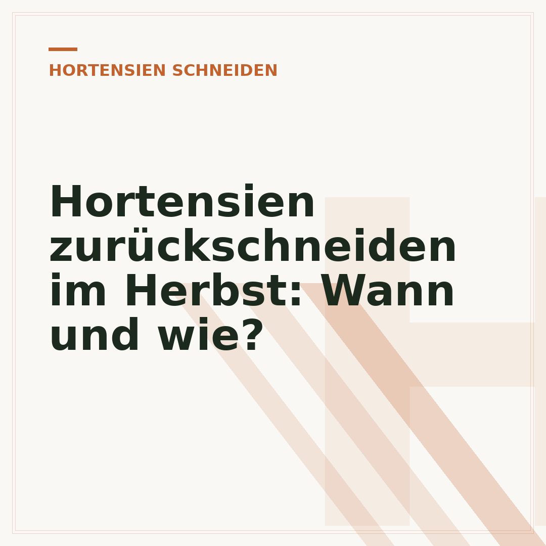 Hortensien zurückschneiden im Herbst: Wann und wie?