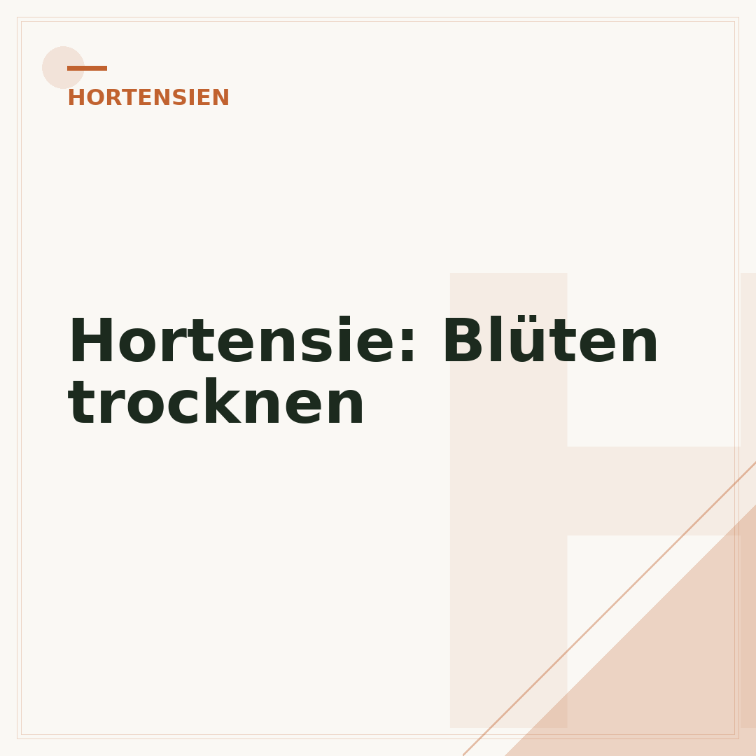 Hortensie: Blüten trocknen