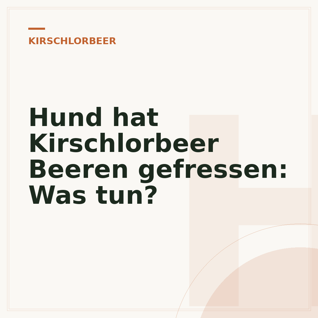 Hund hat Kirschlorbeer Beeren gefressen: Was tun?