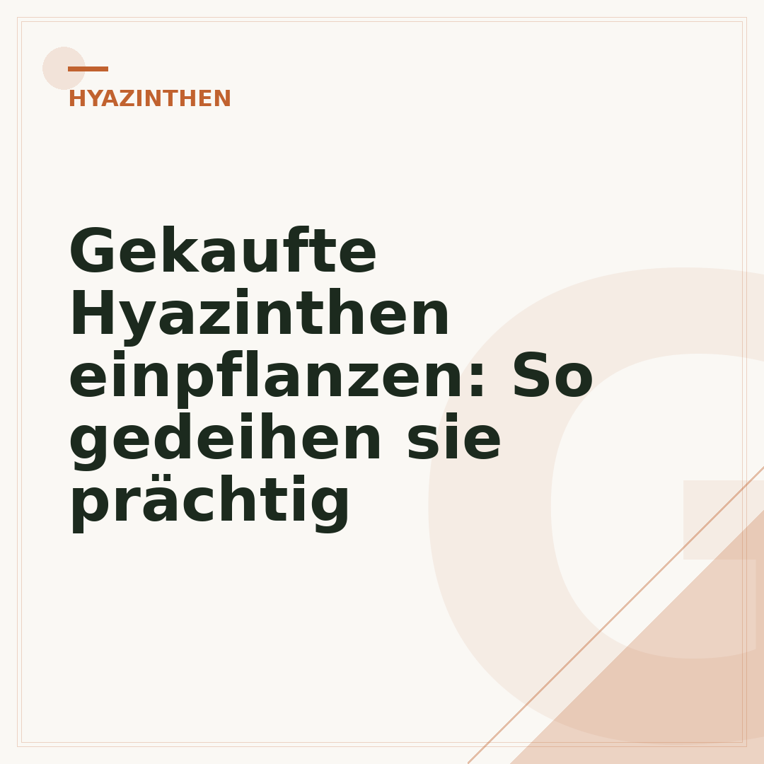 Gekaufte Hyazinthen einpflanzen: So gedeihen sie prächtig