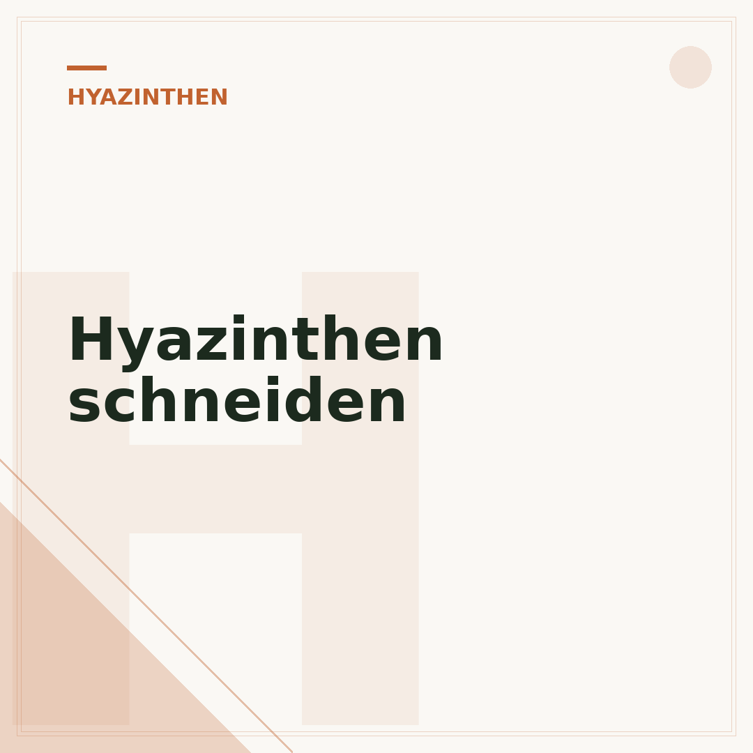 Hyazinthen schneiden