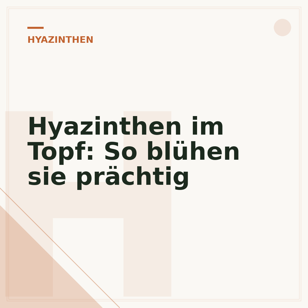 Hyazinthen im Topf: So blühen sie prächtig