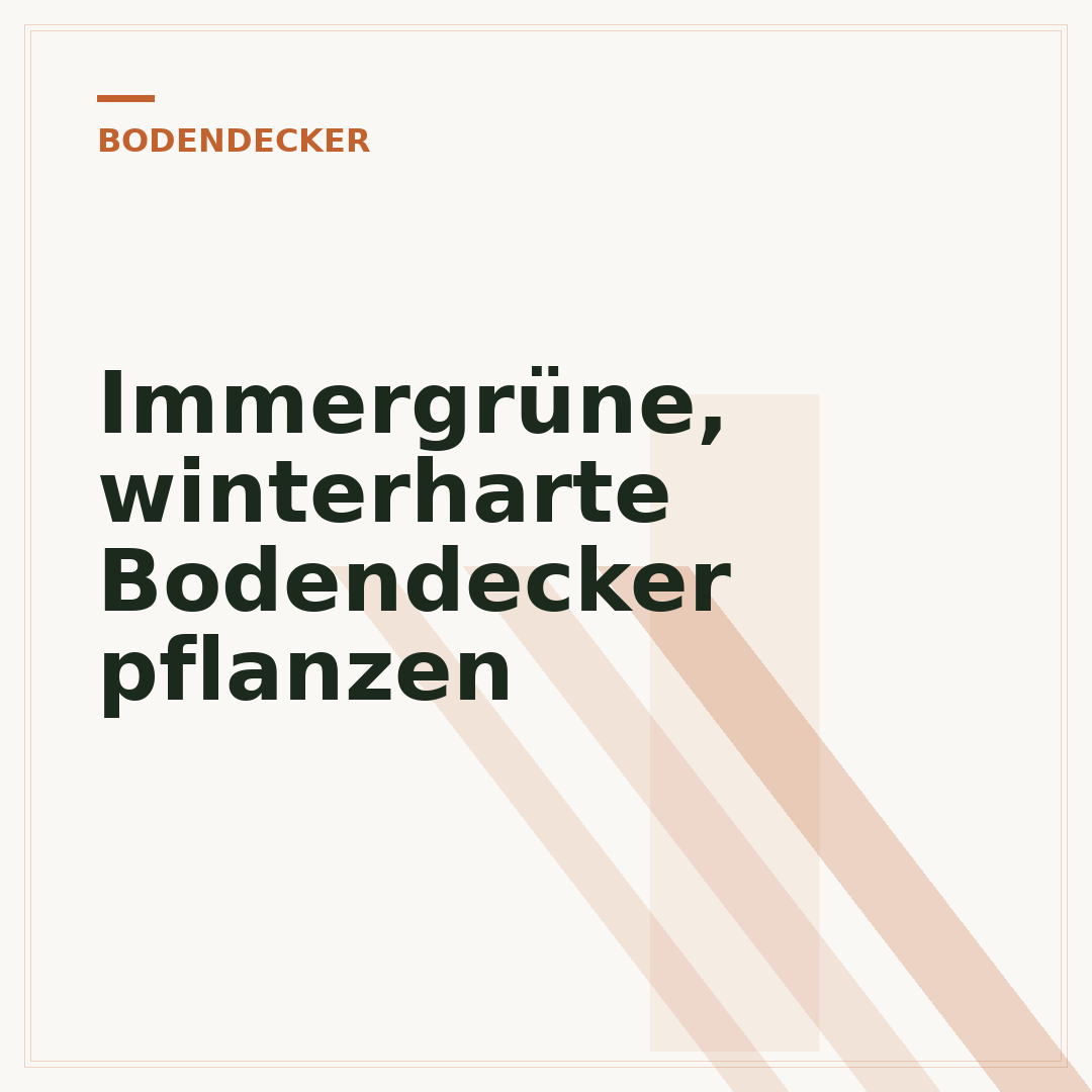Immergrüne, winterharte Bodendecker pflanzen
