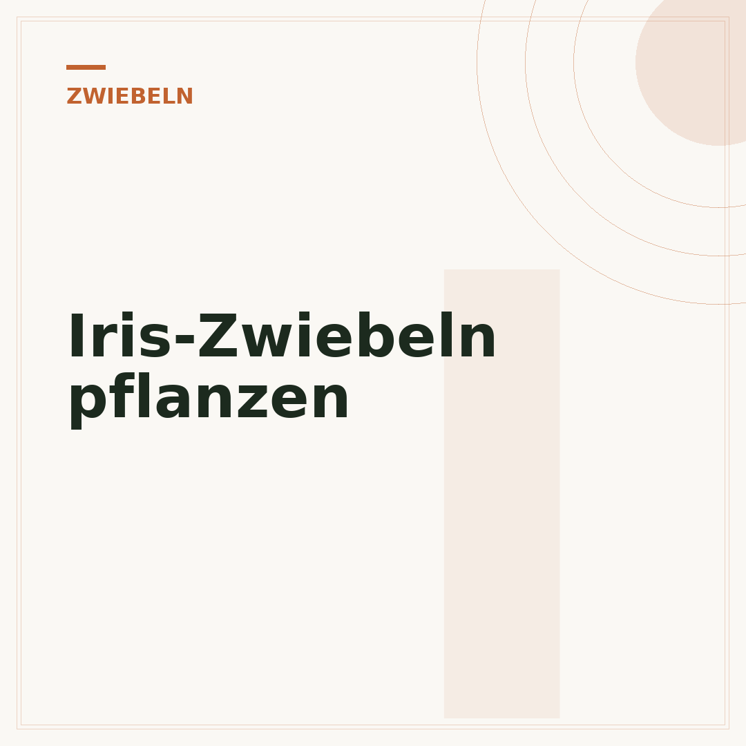 Iris-Zwiebeln pflanzen
