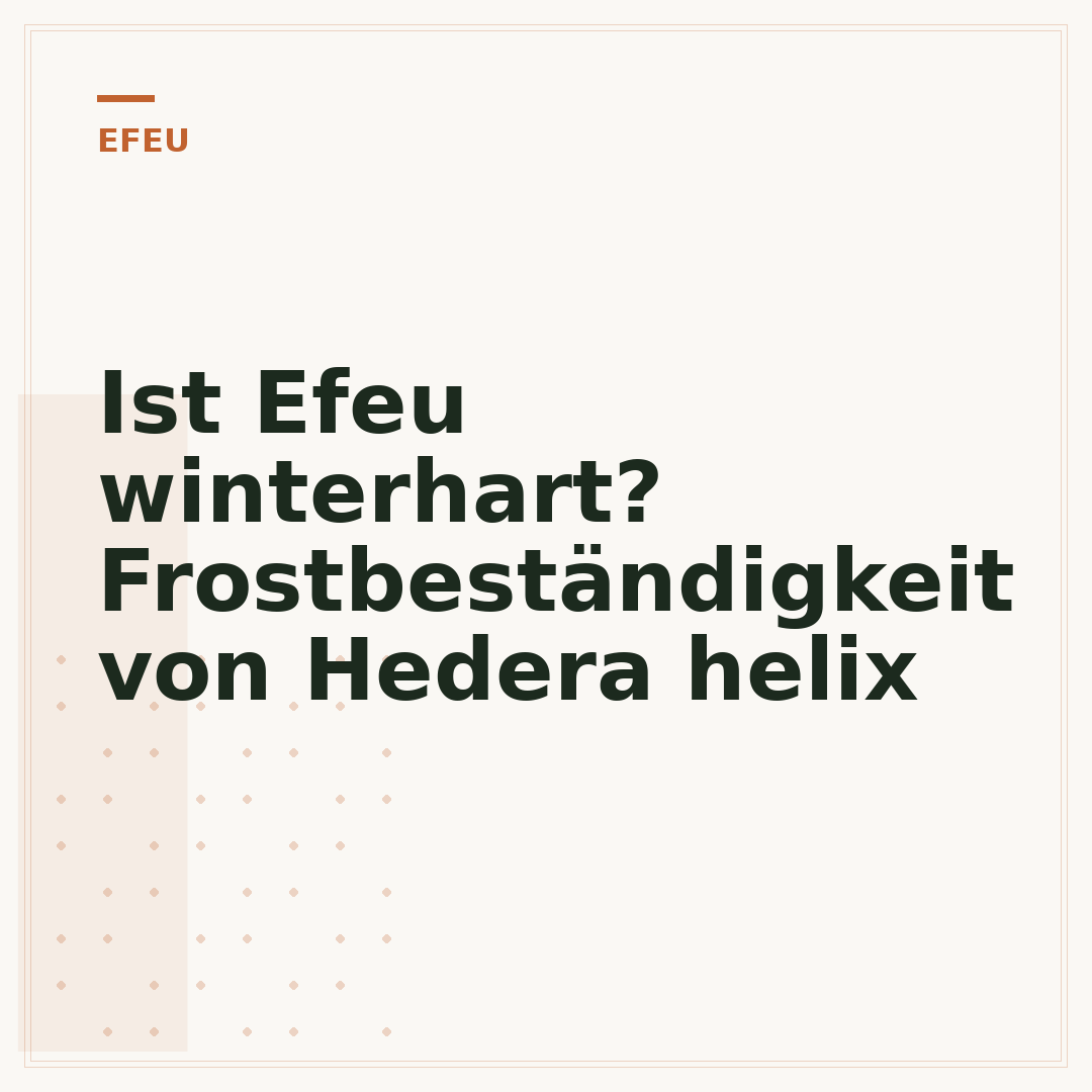 Ist Efeu winterhart? Frostbeständigkeit von Hedera helix