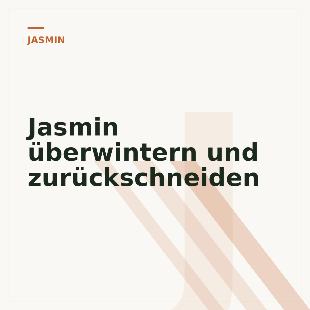 Jasmin überwintern und zurückschneiden