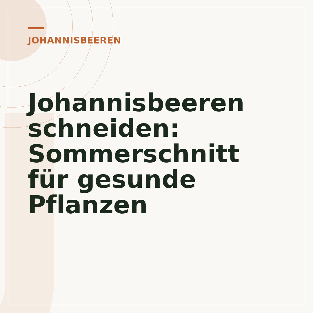 Johannisbeeren schneiden: Sommerschnitt für gesunde Pflanzen