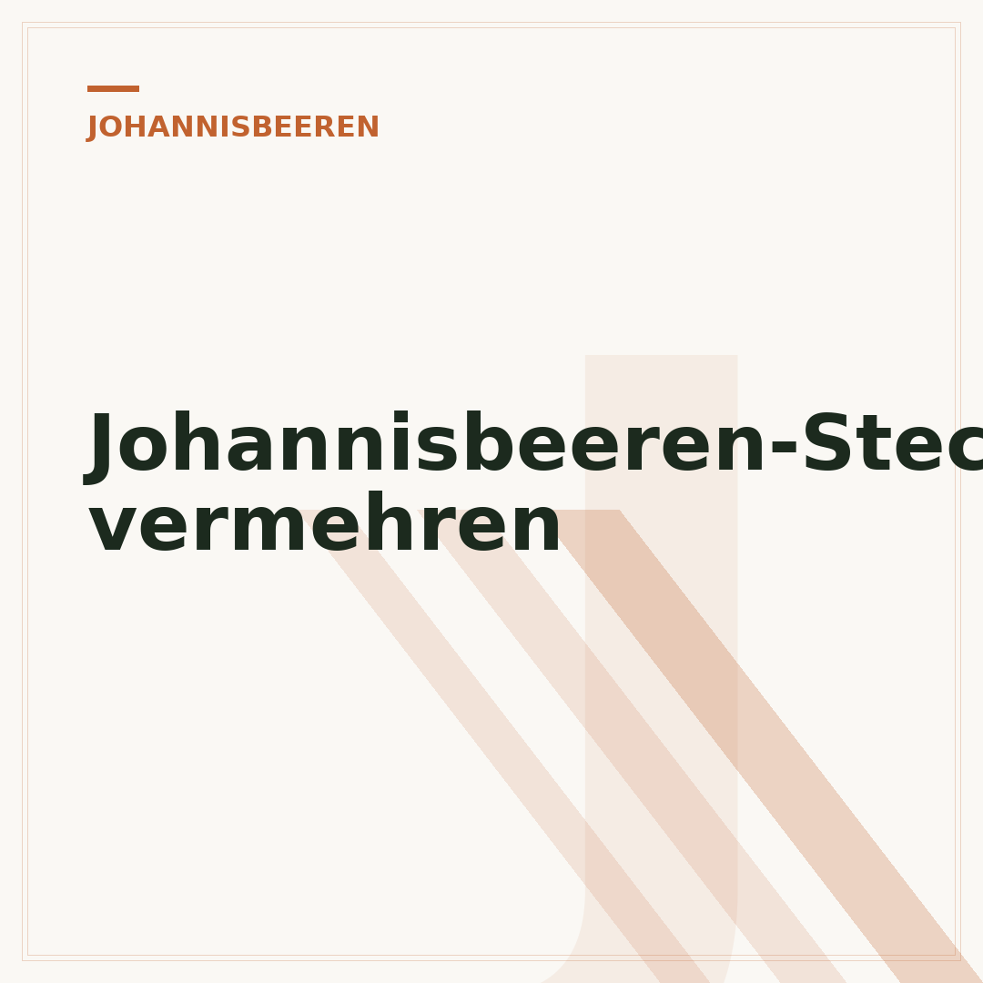 Johannisbeeren-Stecklinge vermehren