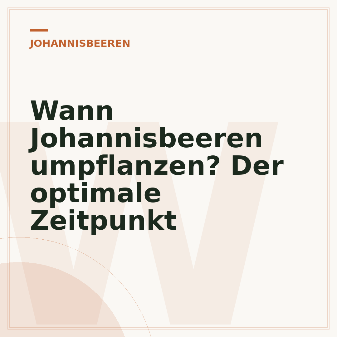 Wann Johannisbeeren umpflanzen? Der optimale Zeitpunkt