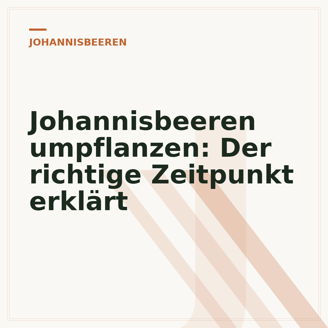 Johannisbeeren umpflanzen: Der richtige Zeitpunkt erklärt
