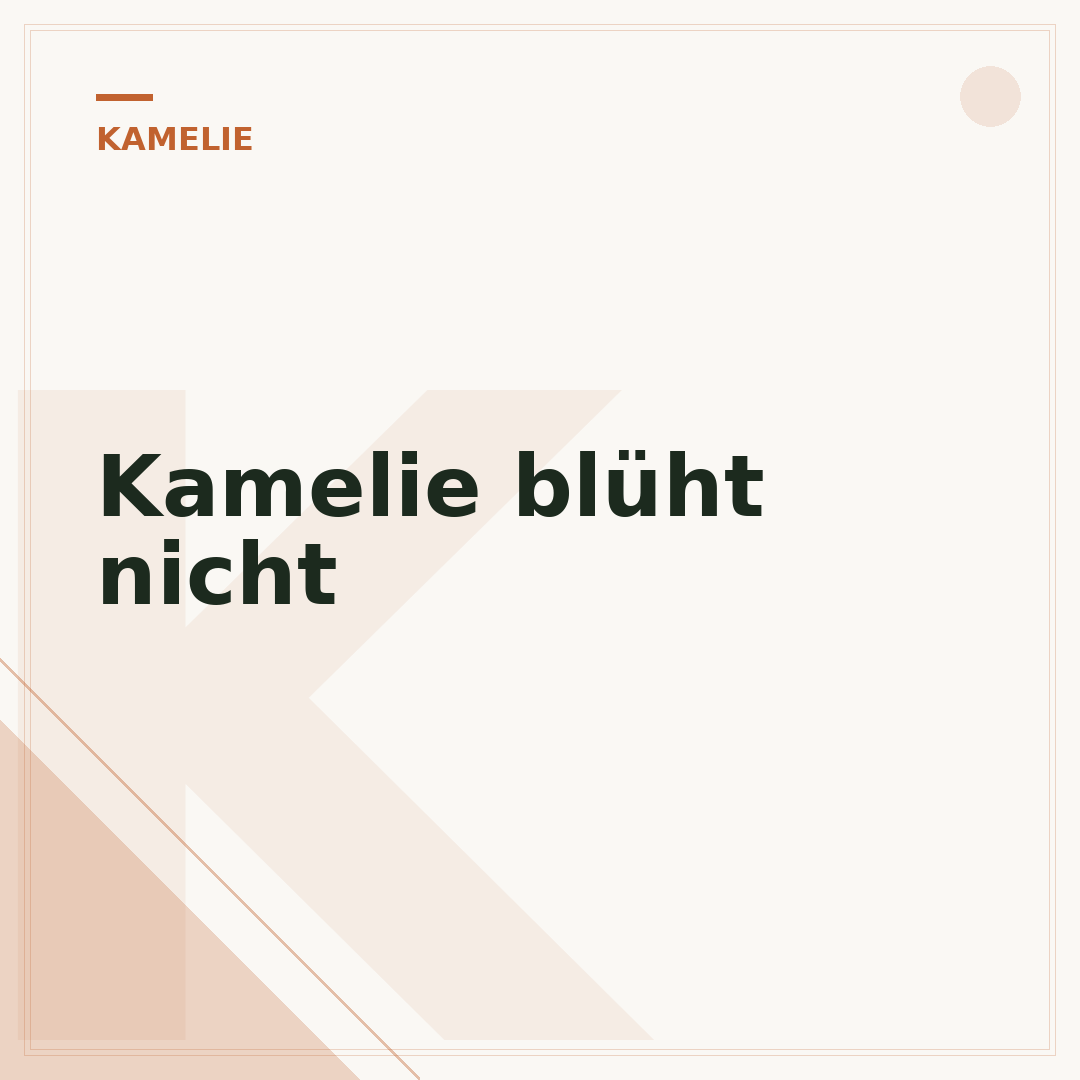 Kamelie blüht nicht