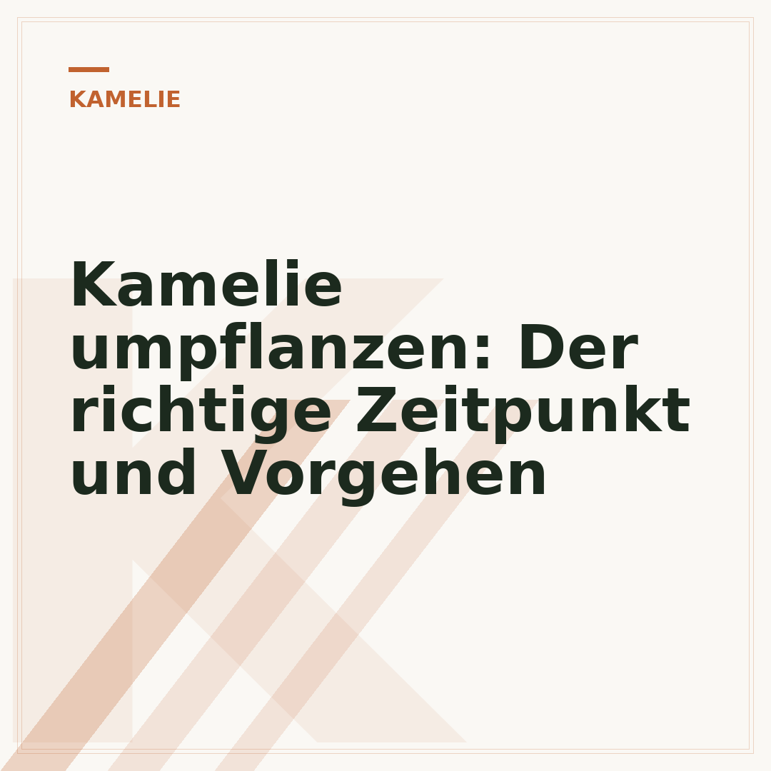 Kamelie umpflanzen: Der richtige Zeitpunkt und Vorgehen