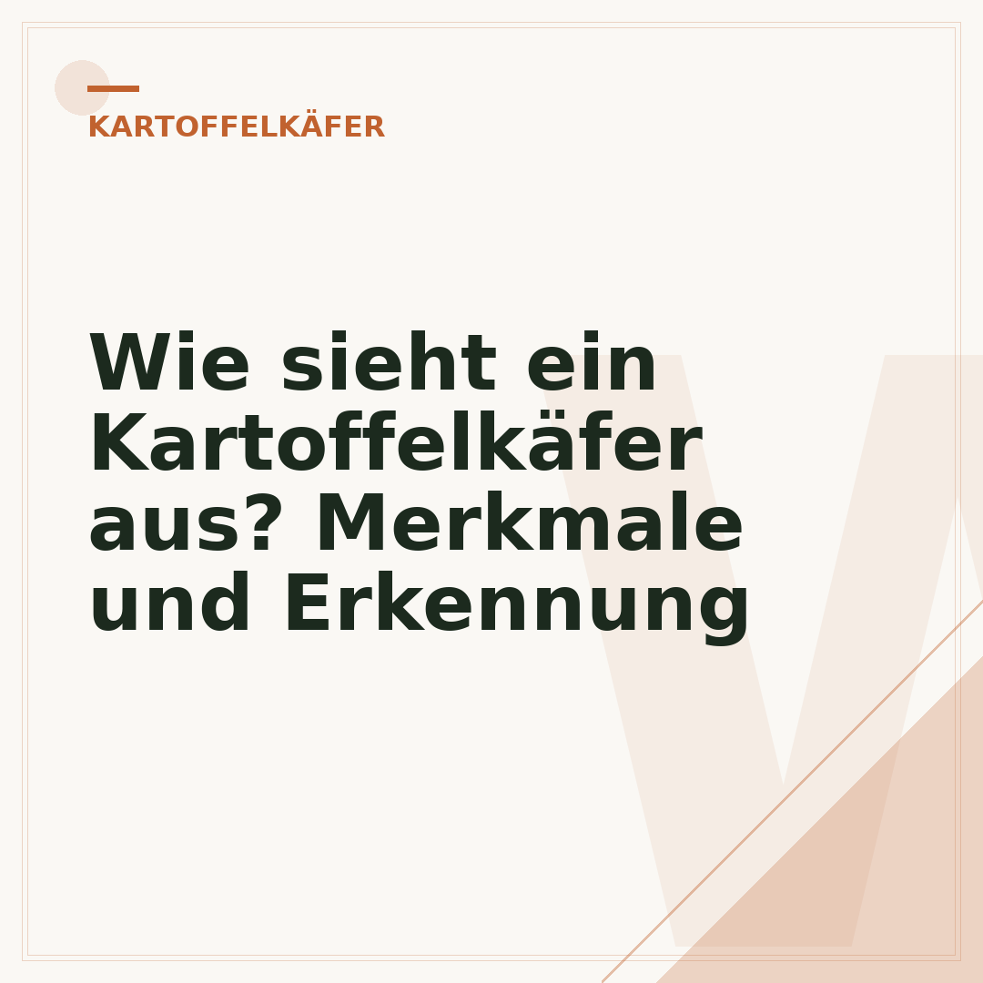 Wie sieht ein Kartoffelkäfer aus? Merkmale und Erkennung