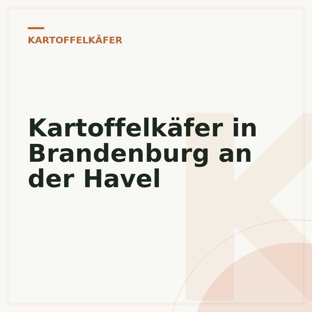 Kartoffelkäfer in Brandenburg an der Havel