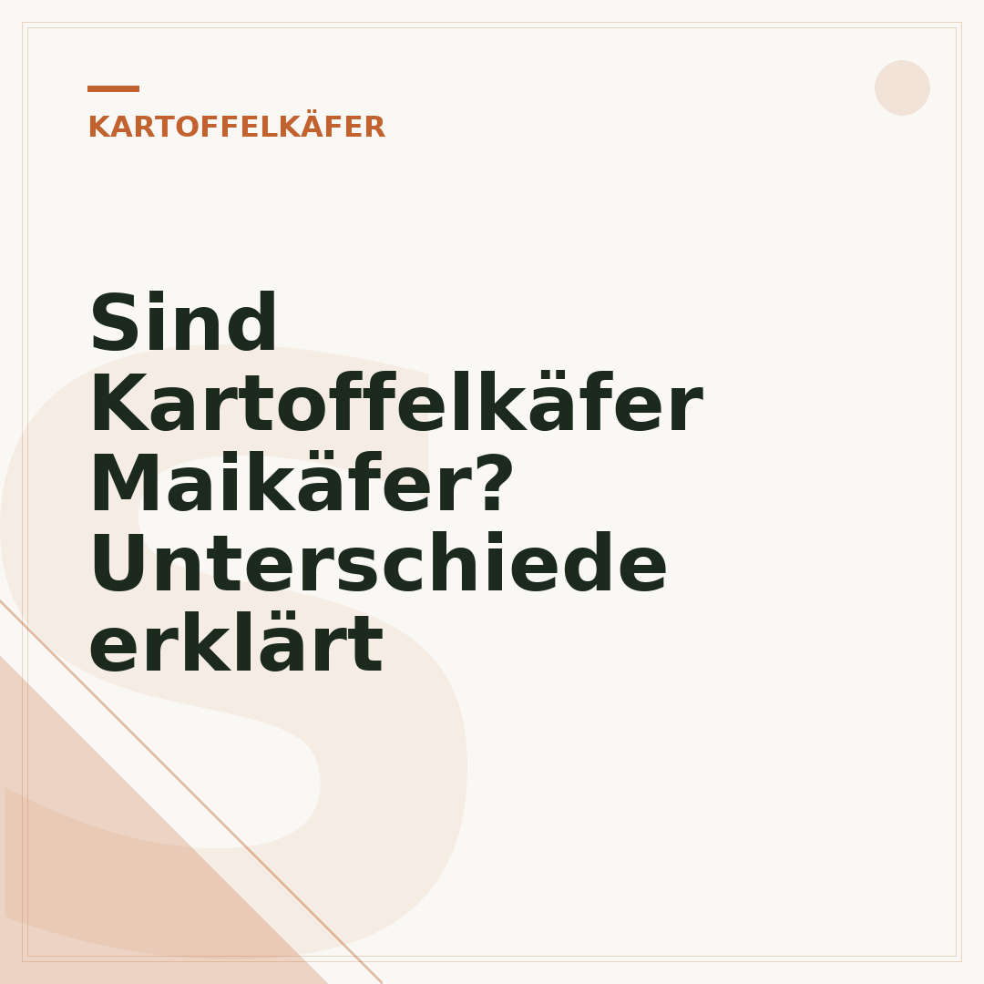 Sind Kartoffelkäfer Maikäfer? Unterschiede erklärt