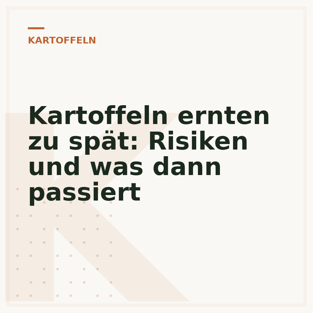 Kartoffeln ernten zu spät: Risiken und was dann passiert