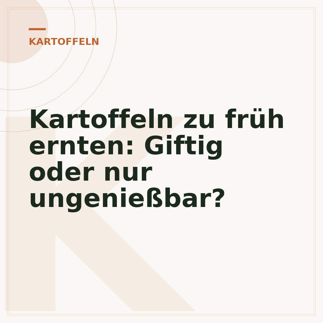 Kartoffeln zu früh ernten: Giftig oder nur ungenießbar?