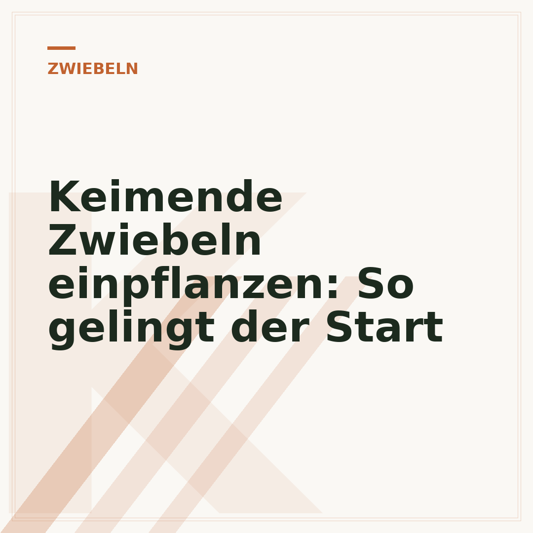 Keimende Zwiebeln einpflanzen: So gelingt der Start