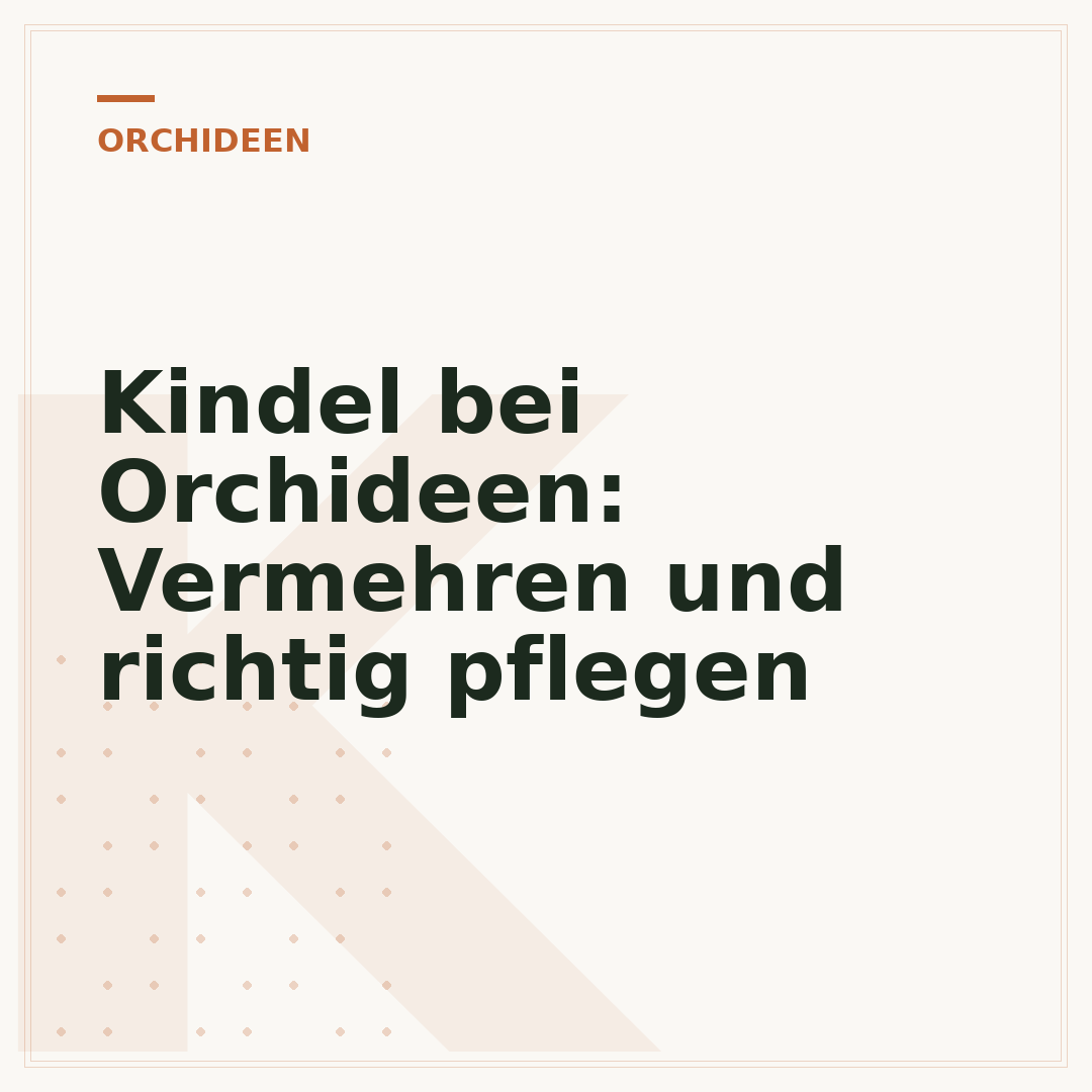 Kindel bei Orchideen: Vermehren und richtig pflegen
