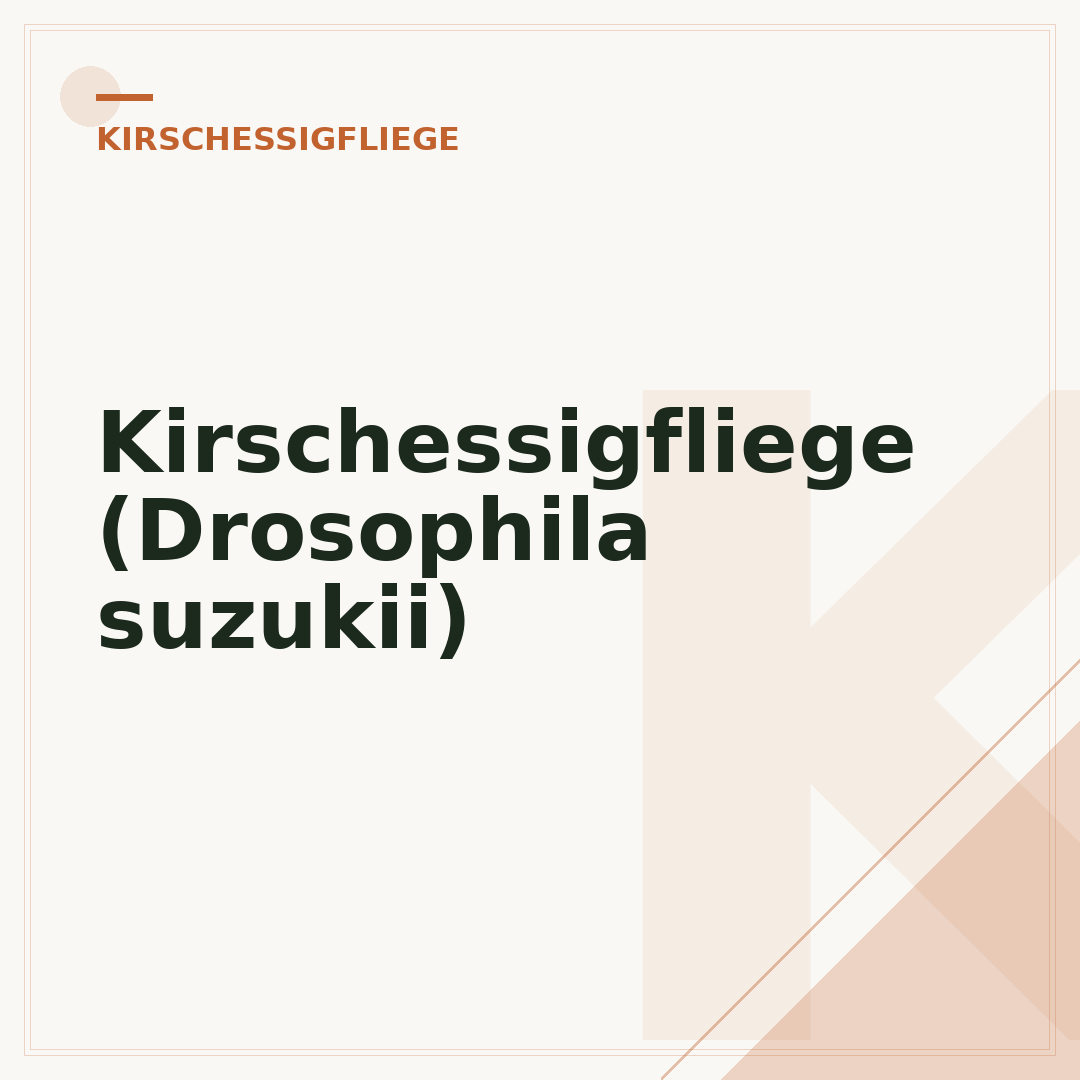 Kirschessigfliege (Drosophila suzukii)