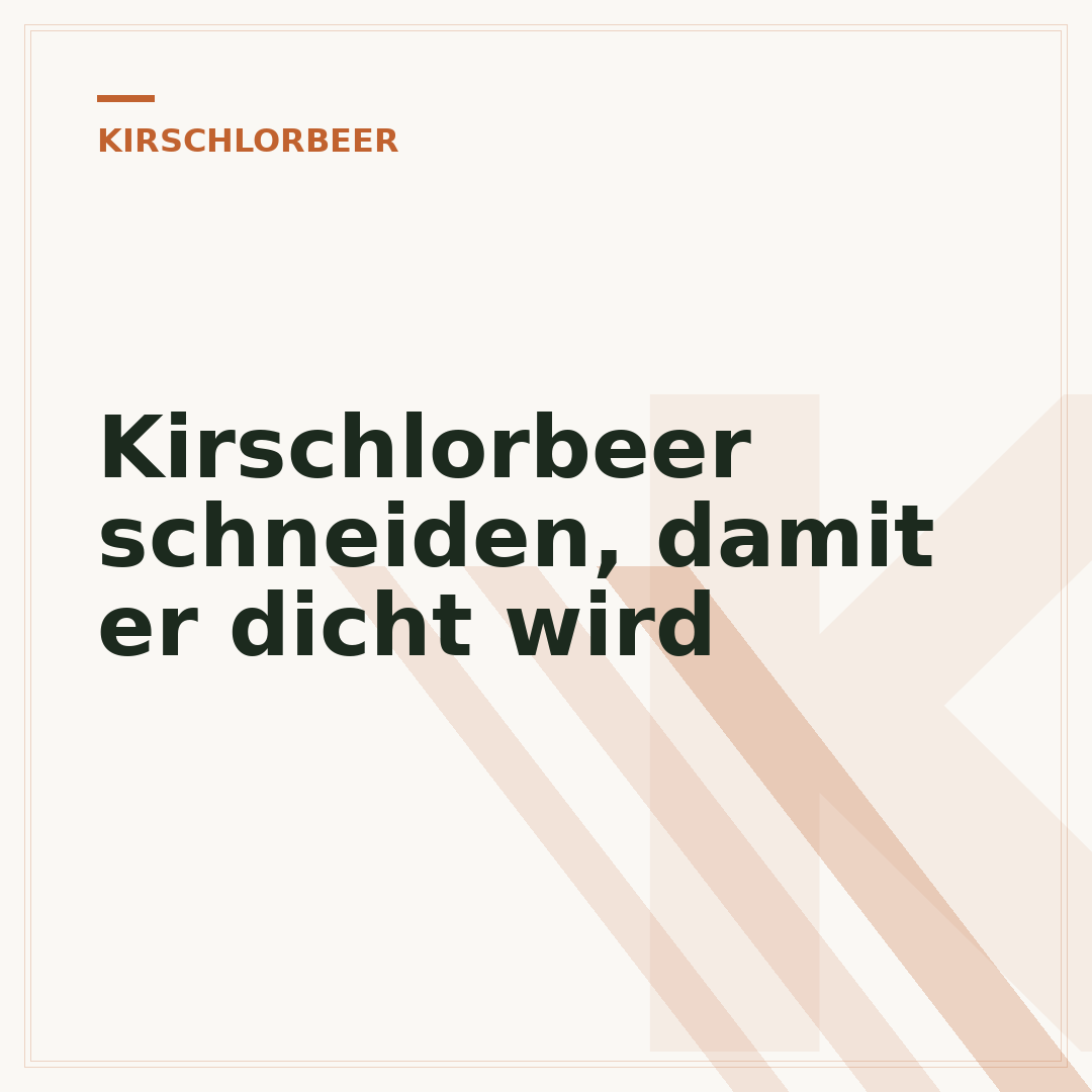 Kirschlorbeer schneiden, damit er dicht wird