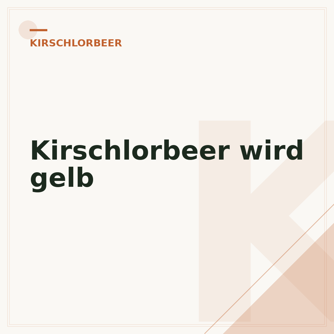 Kirschlorbeer wird gelb