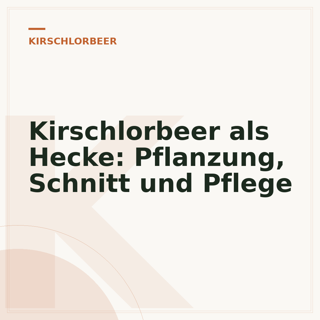 Kirschlorbeer als Hecke: Pflanzung, Schnitt und Pflege