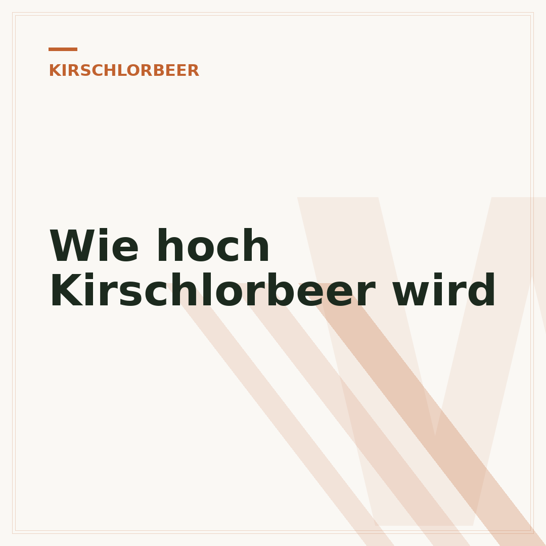 Wie hoch Kirschlorbeer wird