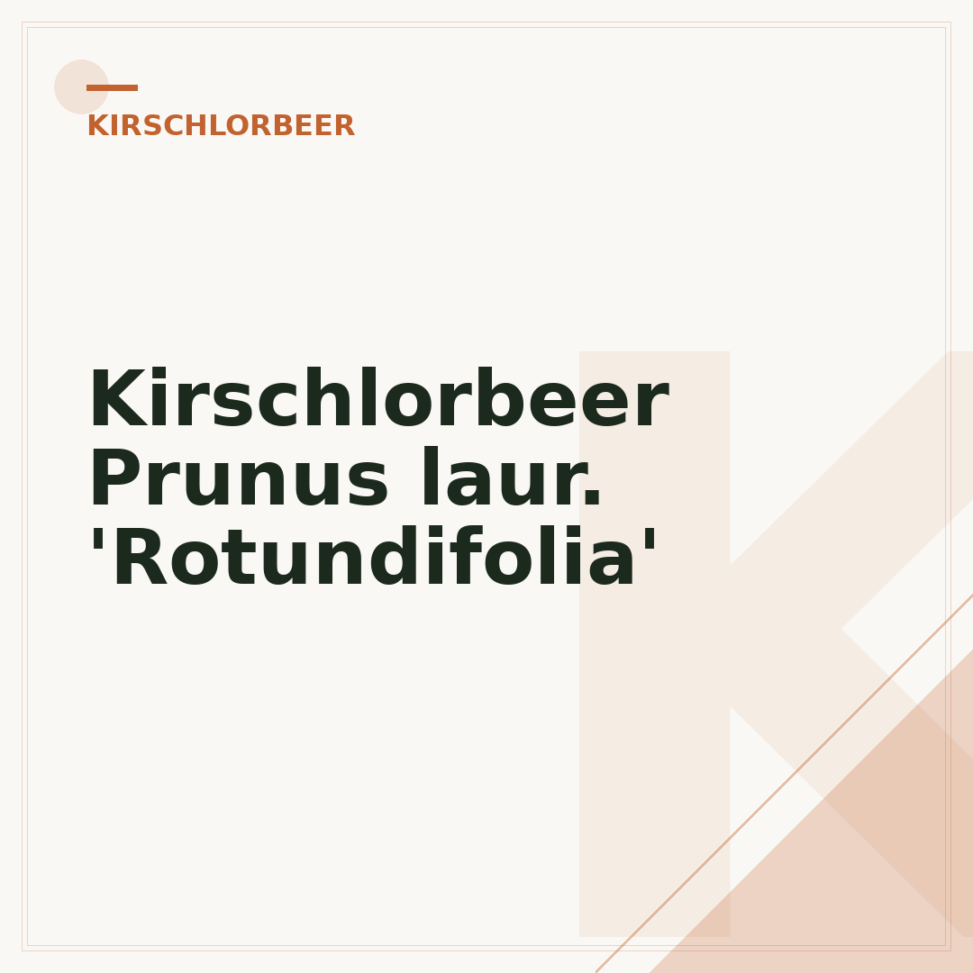 Kirschlorbeer Prunus laur. 'Rotundifolia'