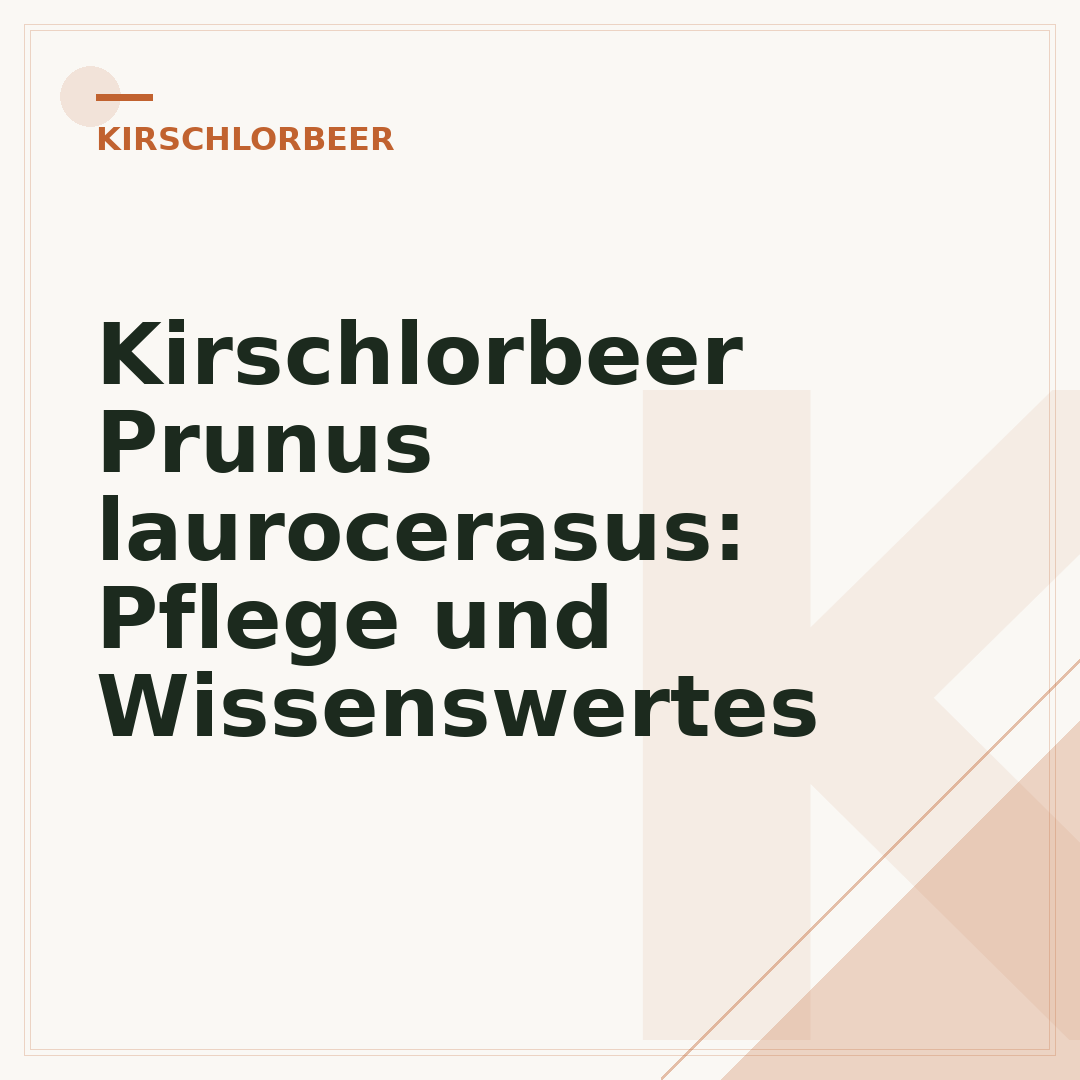 Kirschlorbeer Prunus laurocerasus: Pflege und Wissenswertes