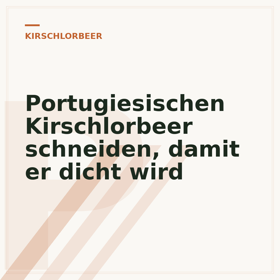 Portugiesischen Kirschlorbeer schneiden, damit er dicht wird