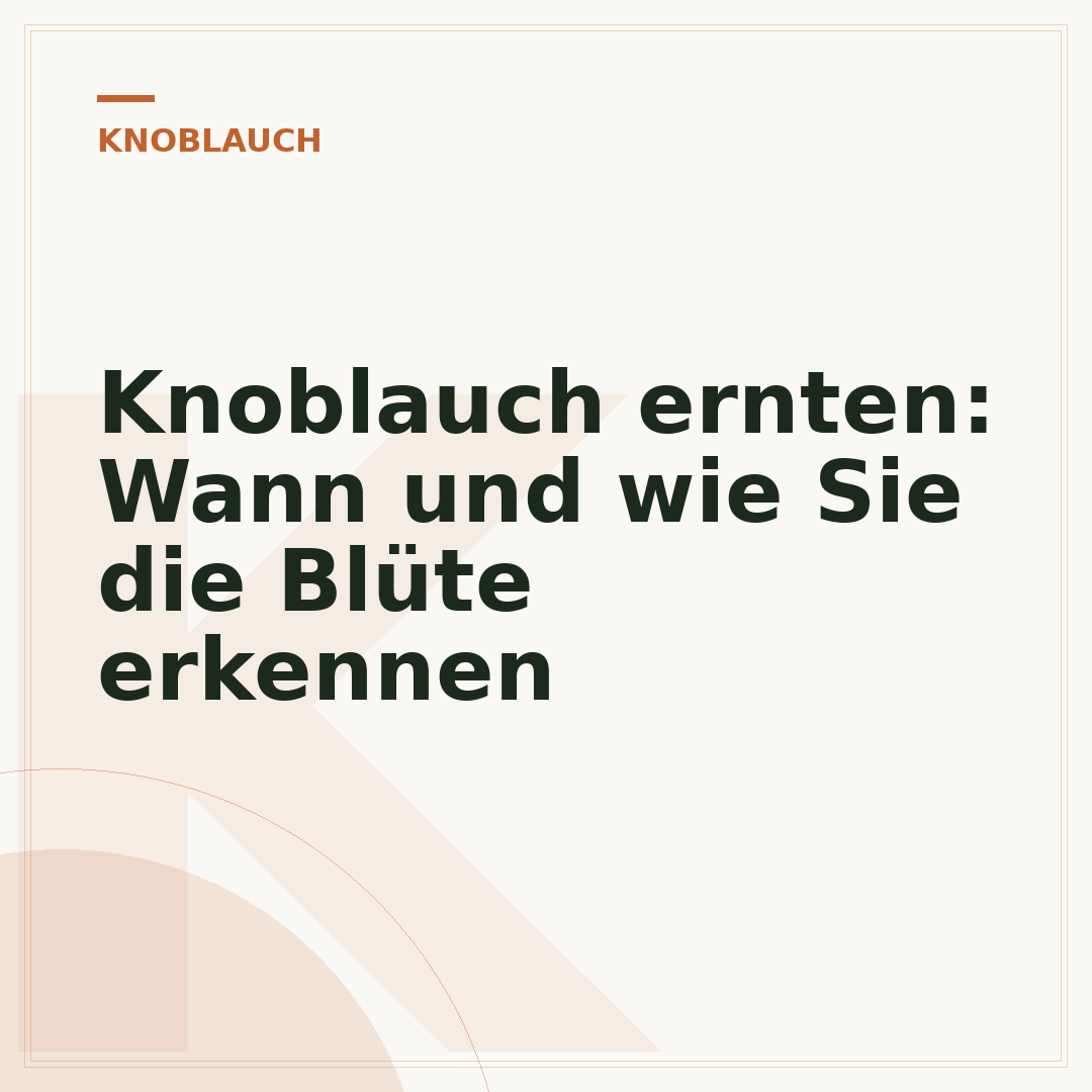 Knoblauch ernten: Wann und wie Sie die Blüte erkennen