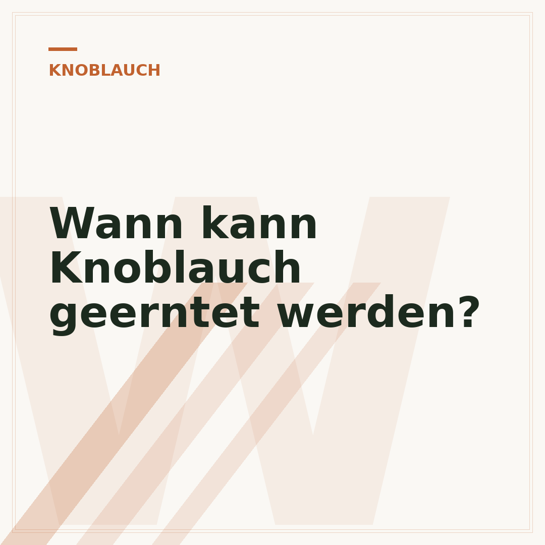 Wann kann Knoblauch geerntet werden?